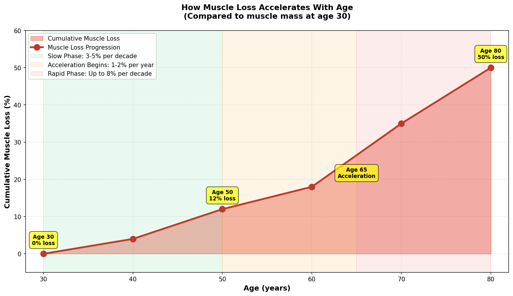 Muscle loss accelerates with age, starting gradually in your 30s and accelerating rapidly after age 65